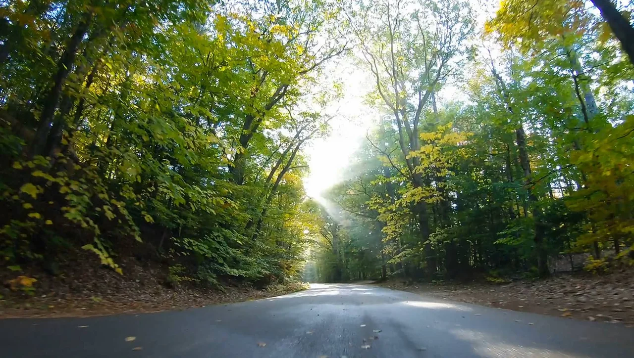 Sonnendurchflutete Landstraße durch einen grünen Mischwald für die nächste Reise mit dem kompakten NEXT Caravan
